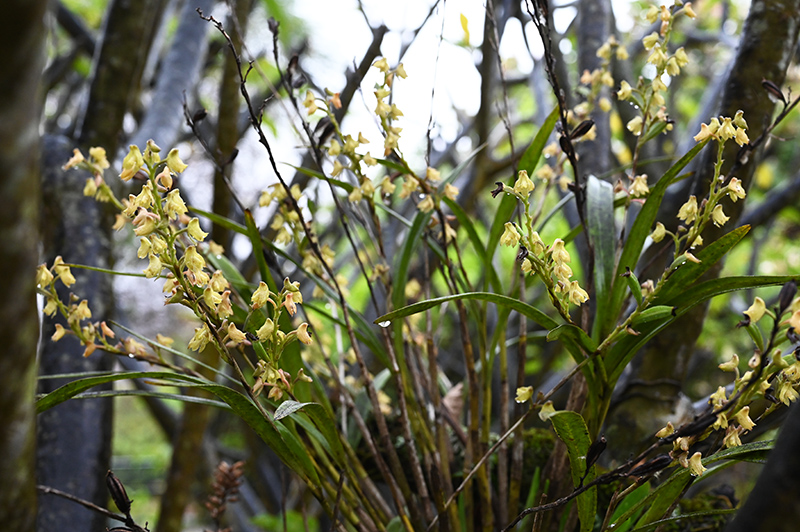 polystachya bennettiana 1