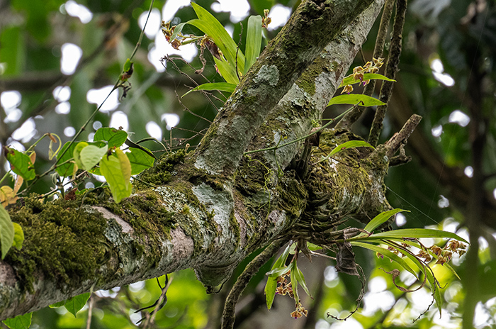 polystachya bruechertiae