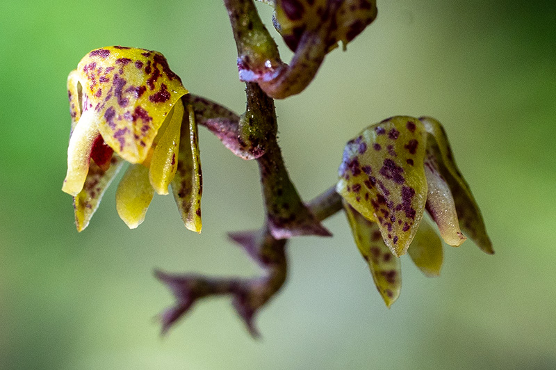 polystachya pachychila