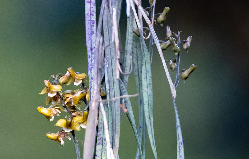 polystachya spatella