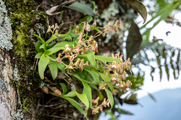 polystachya tridentata