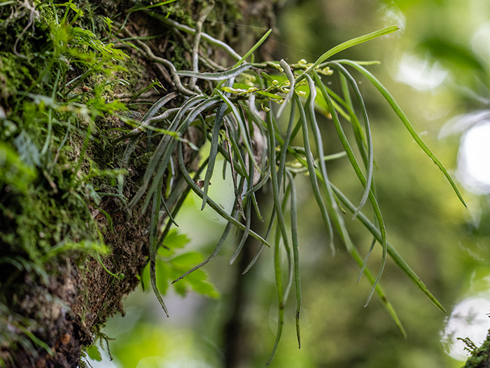 rhipidoglossum spec