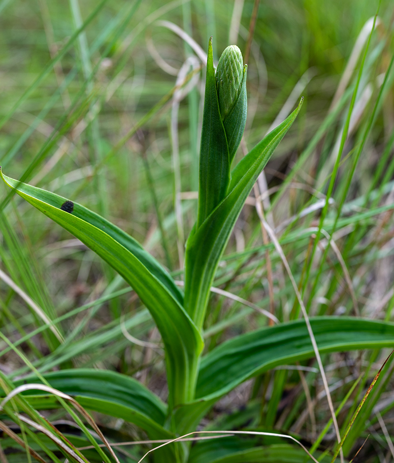 satyrium crassicaule