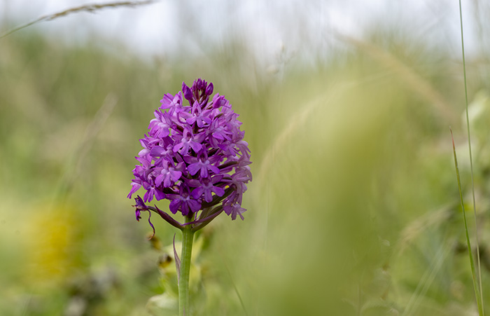 anacamptis pyramidalis 1