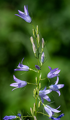 campanula rapunculus