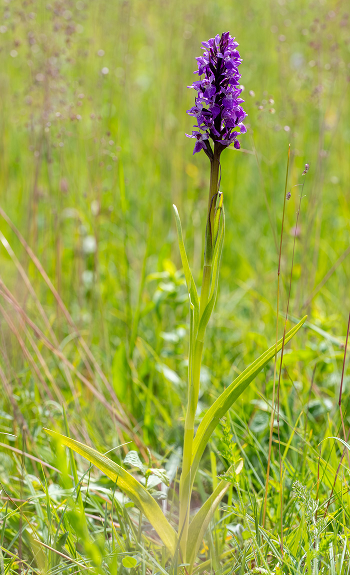 dactylorhiza incarnata 1