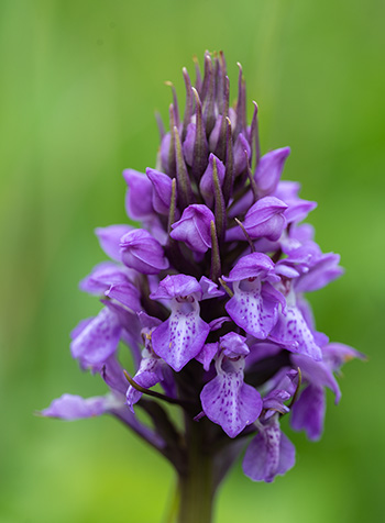 dactylorhiza incarnata praetermissa