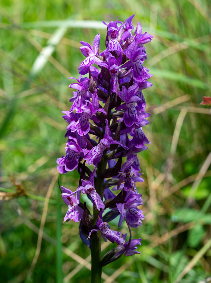 dactylorhiza majalis