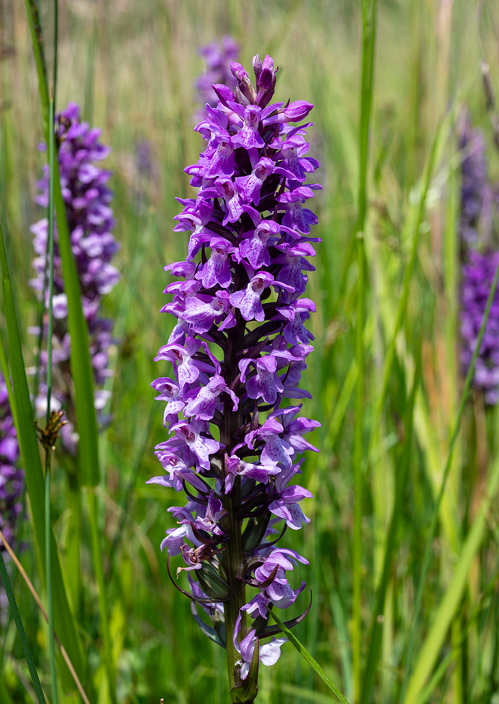 dactylorhiza majalis praetermissa 1