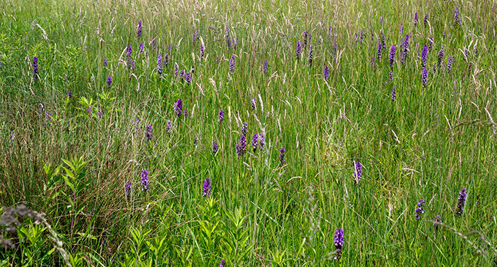 dactylorhiza praetermissa 1