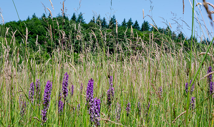 dactylorhiza praetermissa 2