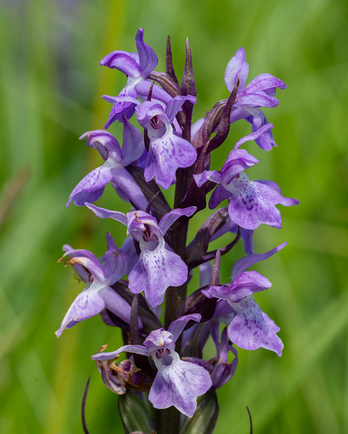 dactylorhiza praetermissa 4