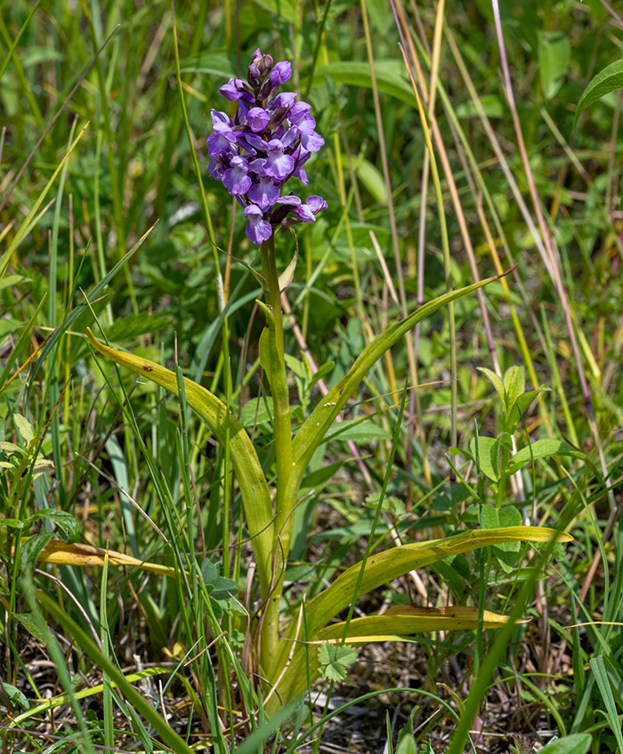 dactylorhiza praetermissa 5