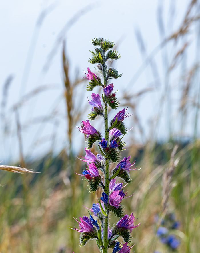 echium vulgare