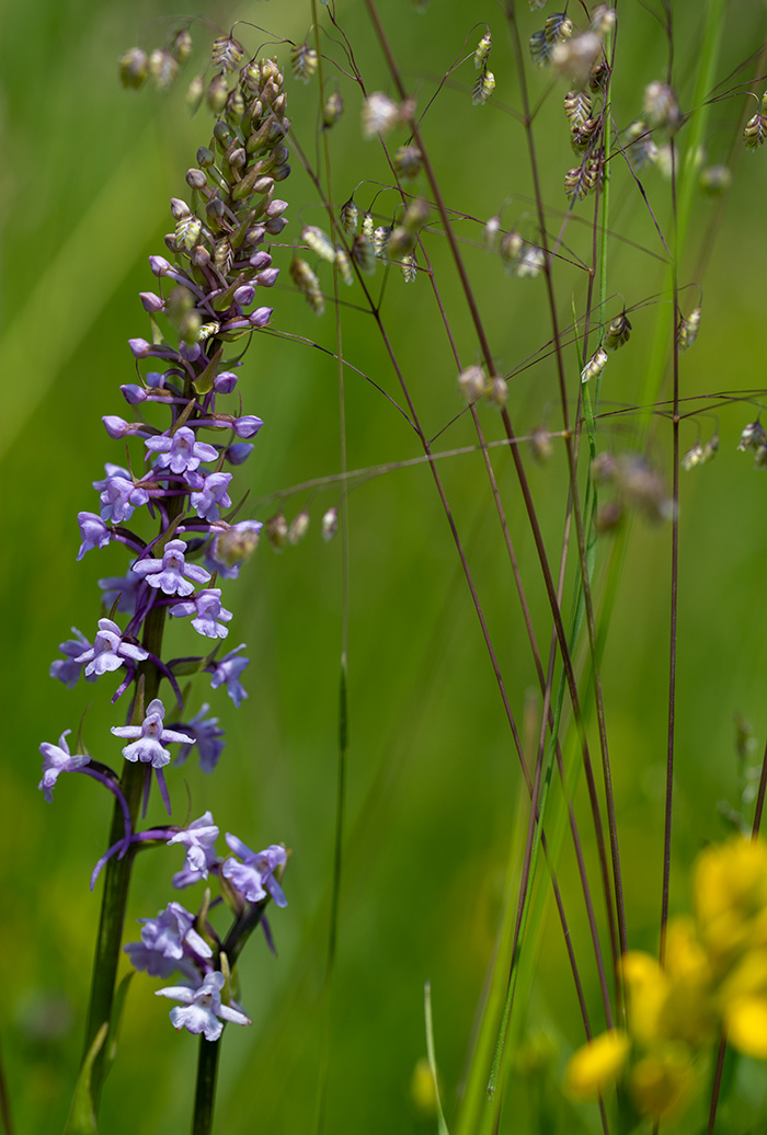 gymnadenia conopsea 1