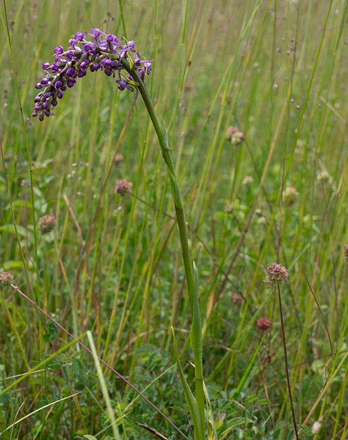 gymnadenia conopsea 3