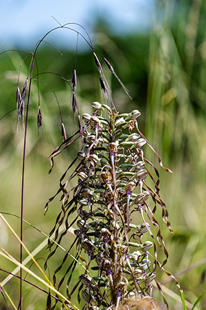 himantoglossum hircinum