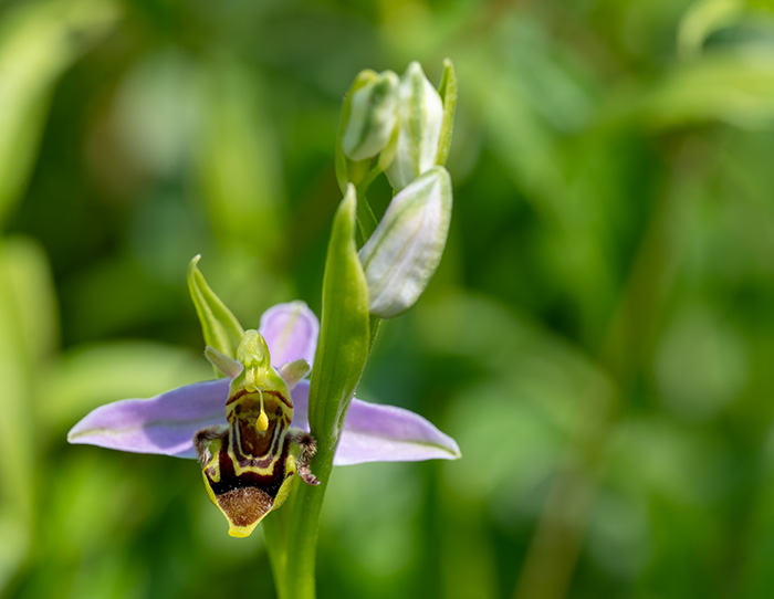 ophrys apifera 1