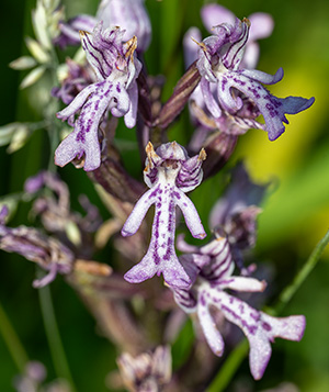 orchis militaris purpurea