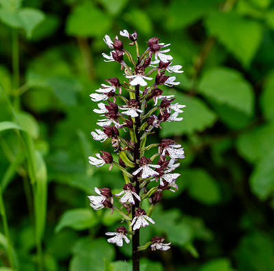 orchis purpurea