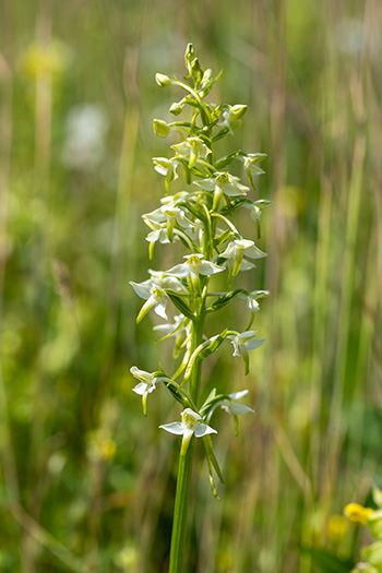 platanther bifolia 1