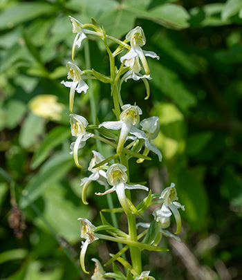 anacamptis pyramidalis 3