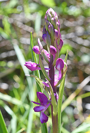 anacamptis laxiflora