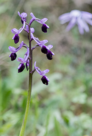 Anacamptis morio subsp. longicornu