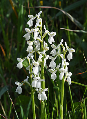 Anacamptis morio subsp. longicornu f. albiflora