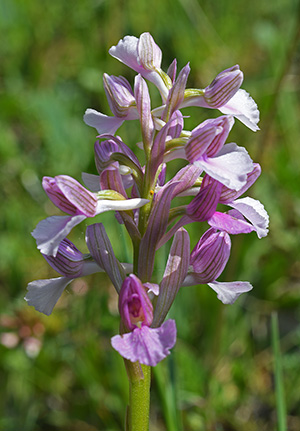 Anacamptis morio subsp. longicornu x papilionacea, Hybride