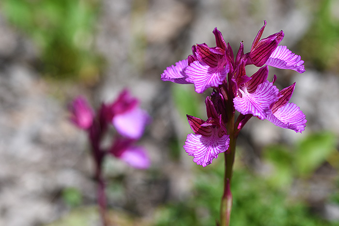 anacamptis papilionacea