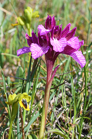 anacamptis papilionacea