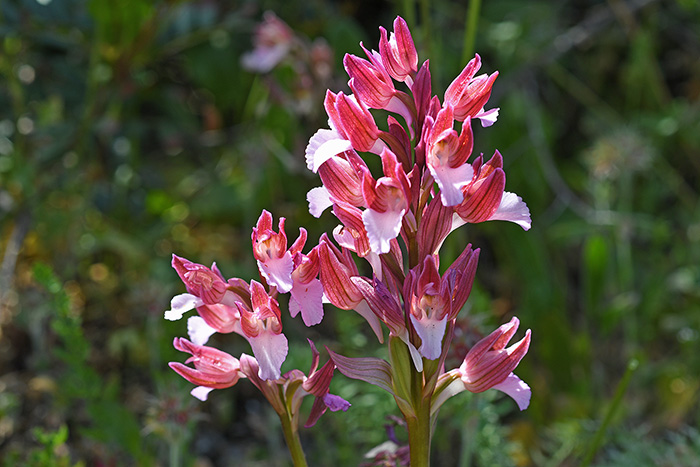 anacamptis papilionacea