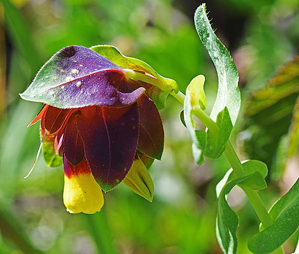 cerinthe