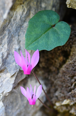 cyclamen 1