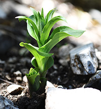 epipactis tremolsii