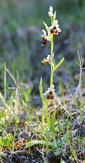 ophrys annae