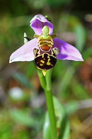 ophrys apifera