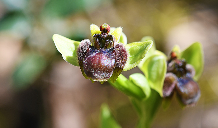 ophrys bombyliflora