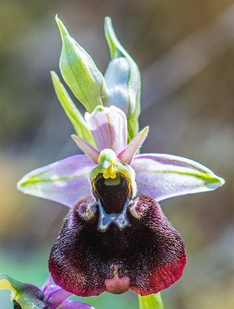 ophrys chestermanii