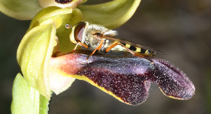 ophrys eleonorae