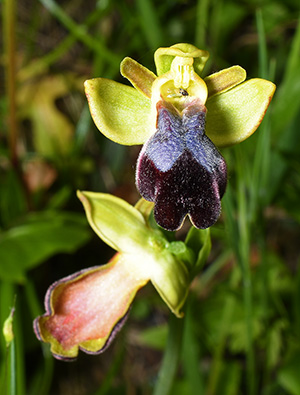 ophrys eleonorae
