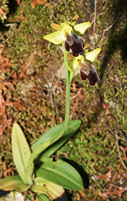 ophrys funerea