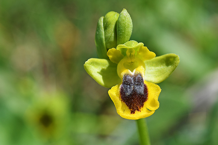 ophrys lutea sm