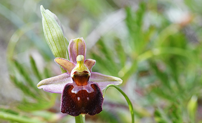 ophrys morisii