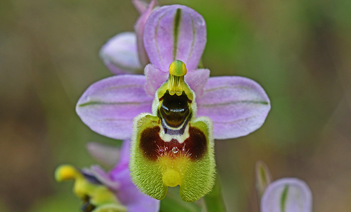 ophrys neglecta