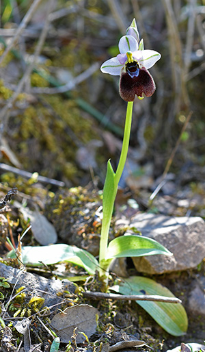 ophrys normanii