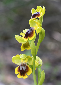 ophrys sicula