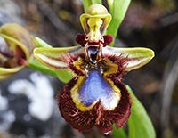 ophrys speculum