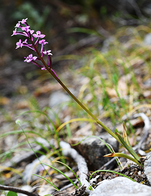 orchis brancifortii 2